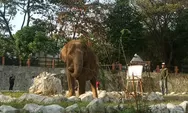 Pelestarian Gajah, Semarang Zoo Jodohkan Bona dan Sela