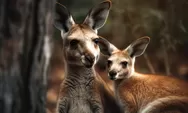 ﻿Kanguru, hewan ikonik kebanggaan Australia yang dikagumi dunia, jadi simbol nasional dan budaya