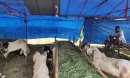Pedagang Kambing Kurban di Kota Kendal Mengeluh Permintaan Turun
