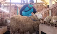 Kurban kambing hanya untuk satu orang, bukan satu keluarga, menurut Nahdlatul Ulama