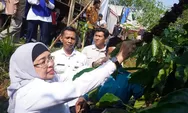 Kenduri Kopi Peserta Lomba Seduh Kopi Diajak Kemping di Kebon