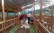 Populasi Sapi dan Kambing Minim, Kabupaten Kulon Progo Kekurangan Hewan Kurban