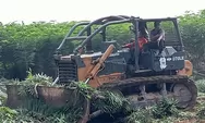 9 Unit Alat Berat Besihkan Tanaman Penggarap di Lahan HGU 94 PTPN2 Lau Barus Baru