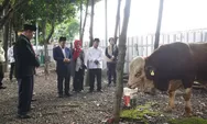 Segini Berat Sapi Kurban Menteri Agama yang Diserahkan ke Masjid Istiqlal