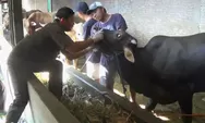Temuan Petugas saat Periksa Hewan Kurban, Ada Sapi yang Lemas