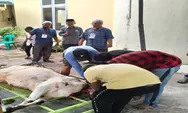 Masjid Raya Kisaran Sembeli Hewan Kurban 11 Ekor Sapi, Seekor Dari Gubsu