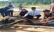Polres Labusel Sembelih 10 Ekor Hewan Qurban Idul Adha 1444 H