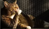 7 Tips Membersihkan Kandang Kucing dan 5 Alasan Kenapa Harus Dibersihkan, Pecinta Anabul Wajib Simak!