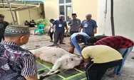 Penyembelihan Hewan Qurban  Idul Adha 1444 H Di Asahan Sebanyak 3811 Ekor