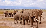 Deretan Fakta Unik Tentang Gajah yang Dapat Membuat Anda Takjub!