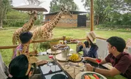 Liburan Eksklusif Ranking 1 di Puncak, Tamu Hotel Satwa Royal Safari Garden Bisa Makan Bareng Jerapah
