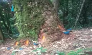 Hutan Pinus Gunpar Dideres Anggota Koptan, Kades Gunpar Surati Dishut Provsu
