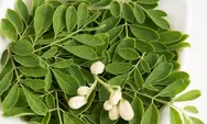 Daun Kelor Untuk Kesehatan, Berikut Manfaat Daun Kelor Simak Beritanya
