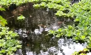Eceng gondok, tanaman hias di kolam air yang bisa berubah jadi gulma, punya banyak manfaat