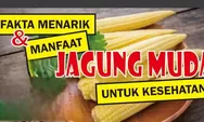 Fakta Menarik! Sering Digunakan untuk Bahan Makanan Pizza, Ternyata Jagung Muda Punya Manfaat Bagi Kesehatan