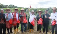 Panen Raya Komoditi Cabai Merah, Ini Pesan Bupati Simalungun Bikin Petani Semangat