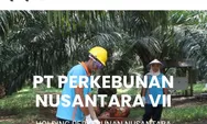 4 Lowongan Kerja BUMN PT Perkebunan Nusantara VII Simak Kualifikasinya!