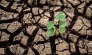 Pengalokasian Rp8 Triliun Antisipasi Dampak El Nino, Sorotan atas Efektivitas dan Dampak Lingkungan