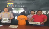 Sat Narkoba Polres Taput Tangkap Bandar Ganja Kering, 2 Orang Direhablitiasi
