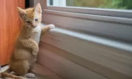 5 Alasan kucing liar betah ada di rumah Anda, apa saja? Yuk disimak!