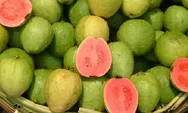 Jambu Biji atau Psidium Guajava, Berikut 15 Manfaat Untuk Kesehatan Tubuh