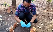 Diserang Virus Tetelo, Ratusan Ternak Ayam di Ciptaharja KBB Mendadak Mati