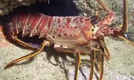 Lebih Mahal Mana, Lobster Ternak atau Lobster Liar?