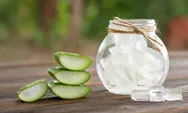 5 Manfaat Lidah Buaya untuk Kesehatan: Membantu Meredakan Kondisi Pencernaan hingga Membantu Mengatasi Luka