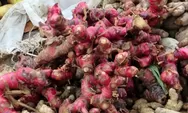 Manfaat Jahe Merah yang Jarang Orang Tau, Dari Meredakan Flu dan Batuk Sampai Bisa Mengobati Asam urat