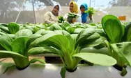 10 Jenis Tanaman Sayur yang Bisa Ditanam dengan Sistem Hidroponik, Ada Selada hingga Cabai