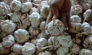 Pemerintah Pastikan Harga Bawang Putih Kembali Stabil