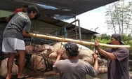 Geger Flu Babi Afrika, Peternak di Sleman Akui Lesu Permintaan