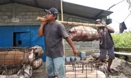 Siaga Flu Babi Afrika, Pemkab Sleman Imbau Ini ke Peternak