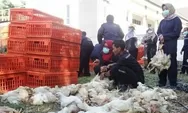 Nasib Peternak Ayam Saat Corona: Harga Daging Turun, Pakan Naik