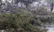 Hujan Es di DIY Sebabkan Pohon Tumbang dan Rumah Rusak