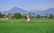 Anggaran Terbatas, Kulon Progo Hanya Mampu Cetak Sawah Baru 50 Ha