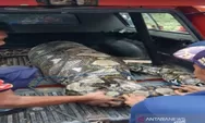 Heboh, Ular Pithon Raksasa Telan Lembu di Aceh besar