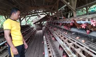Anggota Polisi Polres Purwakarta Sukses Geluti Usaha Ayam Petelur.  Omzetnya 10 juta per Bulan