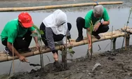 25.000 Mangrove & 1.000 Cemara Laut Ditanam di Pantai Kartika Jaya