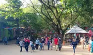 Semarang Zoo Tambah Daya Tarik dengan Unta dan Singa Jantan
