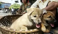 Pemkot Yogyakarta Rancang Aturan Larangan Konsumsi Daging Anjing