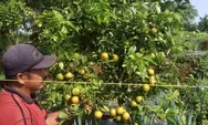 Republik Jeruk Batang Siap Panen Raya Perdana