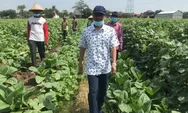 Ali Nurudin Bertekad Kembalikan Kejayaan Petani Tembakau Kendal