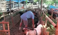 [Video] Penjual Hewan Kurban di Semarang Was-was Omset Turun