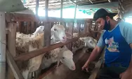 Daging Kambing atau Domba, Mana yang Lebih Sehat?