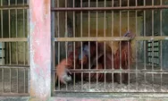 Dua Orang Utan dari Jateng Dilepasliarkan ke Kalimantan