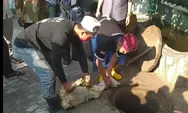 Ketahui, 3 Adab Menyembelih Hewan Kurban