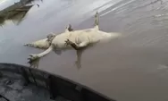 Warga Temukan Buaya 4 Meter Mati di Bendungan WK Riau