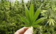 Mentan Tetapkan Ganja sebagai Komoditas Tanaman Obat