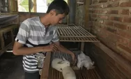 Budidaya Kelinci Jadi Peluang Bisnis, Daging hingga Air Kencing Laku Dijual